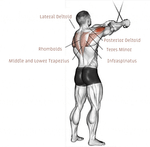 cable crossover rear delt fly