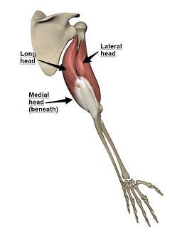 Anatomy of Triceps head