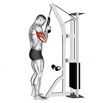cable rope triceps pushdown'