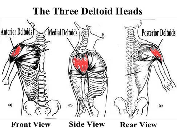 anatomy of the deltoids